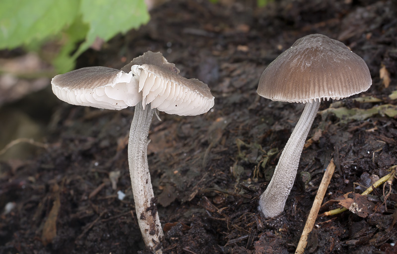 Pluteus thomsonii